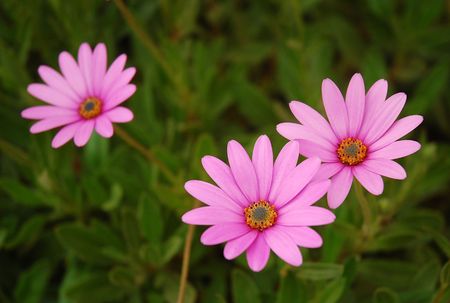 Trio of pink flowersの写真素材