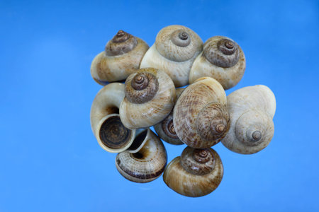 a snail is animal likes the moistness and earn one