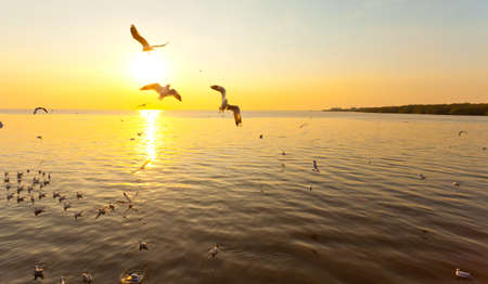 Many seagull flying at sunsetの写真素材