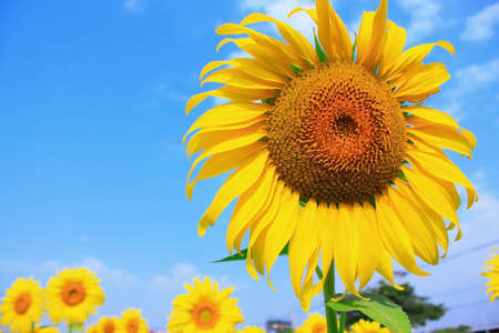 Beautiful landscape with sunflower field over cloudy blue skyの写真素材