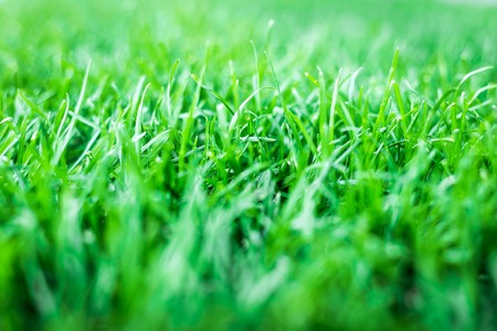 green grass. natural background texture. artificial Grass
greenの写真素材