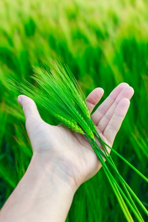 green wheat in hand on the fieldの写真素材