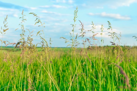 Green field and blue sky with light clouds. Good dayの写真素材