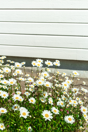 chamomile, daisies bouquet, bouquet of flowers on the old wooden backgroundの写真素材