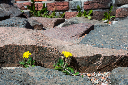 dandelion has grown through a crack in the pavement near the building wallの写真素材