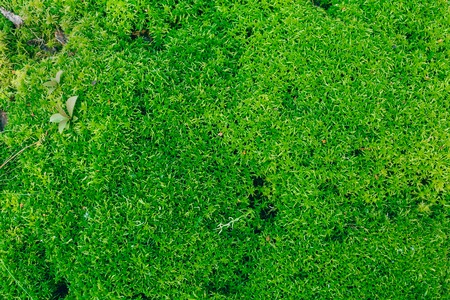 Green grass as background textureの写真素材