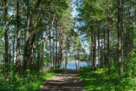 footpath between trees in green dark forestの写真素材