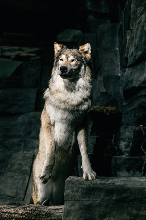 Close-up portrait of a gray wolfの写真素材