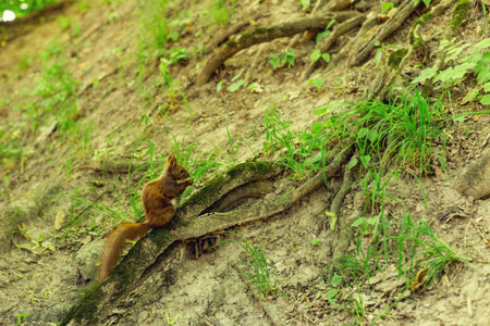 Squirrel on the tree in the autumn park