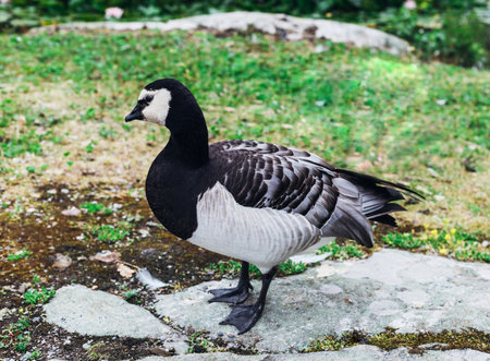 Black swedish royal duck uncluttered green grass backgroundの写真素材