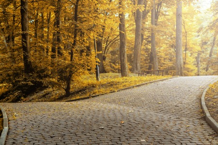 Road in beautiful colorful autumn park in sunny dayの写真素材