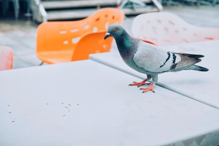 Lonely pigeon on a little table in street cafeの写真素材