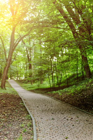 Country road running through tree alley in park at sunsetの写真素材