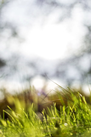 Eco nature green grass and blue sky abstract defocused background with sunshineの写真素材