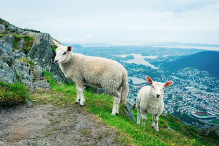 Landscape with a flock of sheep on the mountain in Bergenの写真素材