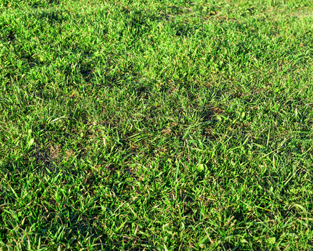 Green grass background texture. Element of design.の写真素材