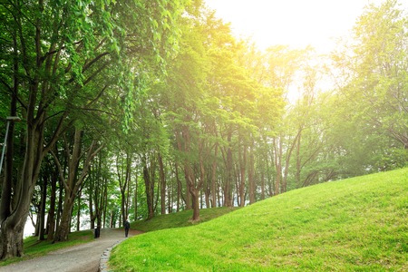 summer of Green field,flareの写真素材