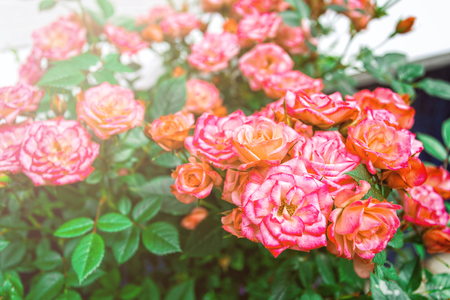 red and white roseの写真素材