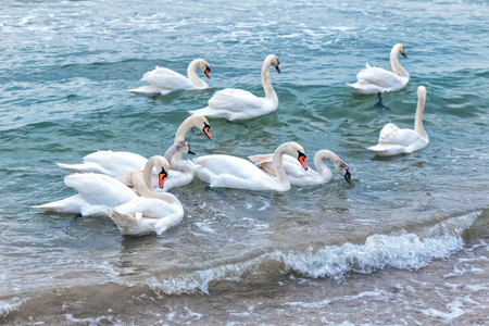 A large group of wild swans swim in the winter sea bay near the shore waiting for food from tourists and childrenの写真素材