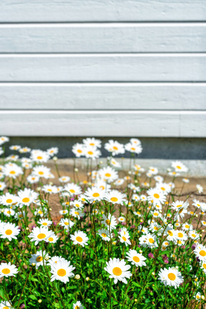 Wild chamomile flowers on a field on a sunny day. shallow depth of fieldの写真素材