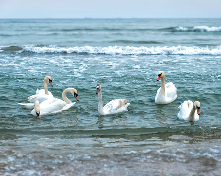 A large group of wild swans swim in the winter sea bay near the shore waiting for food from tourists and childrenの写真素材