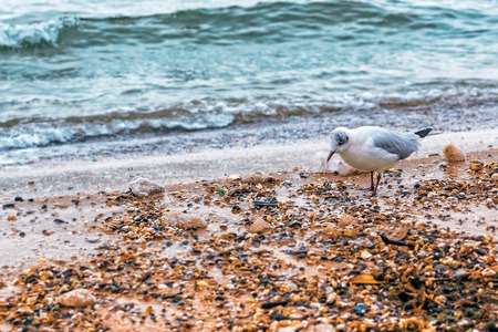 Lonely seagull under staying under rain near the seaの写真素材
