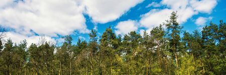 horizontal view of forest behind hill on the blue cloudy sky panoramaの写真素材