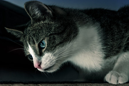 cat close up