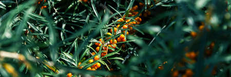 sea buckthorn on summer time panorama, panoramic, horizontalの写真素材