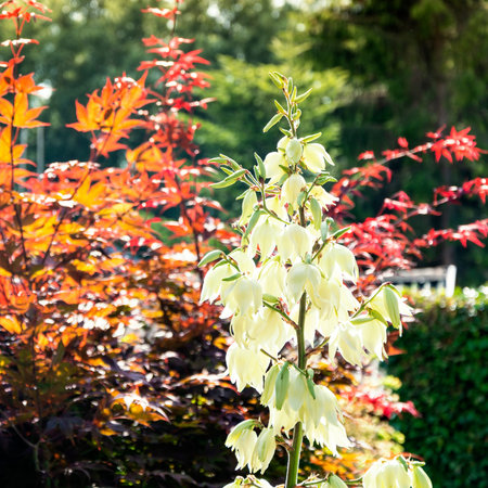 plant with colorful leafs in garden square colors of natureの写真素材