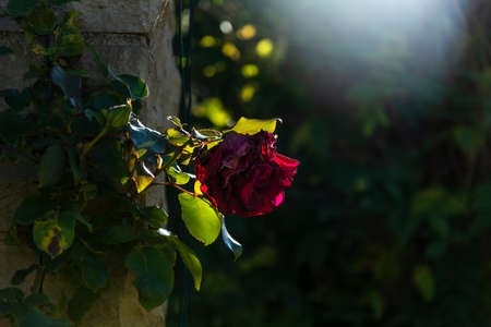 red rose in dark on cemetery on blurred background sad view of timeの写真素材