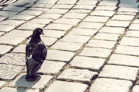 gray pigeon bird on urban brick close up nature viewの写真素材