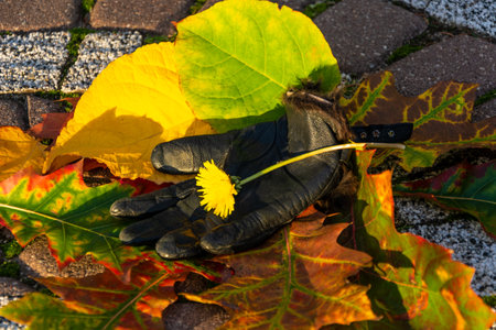 beautiful autumn composition of leafsの写真素材