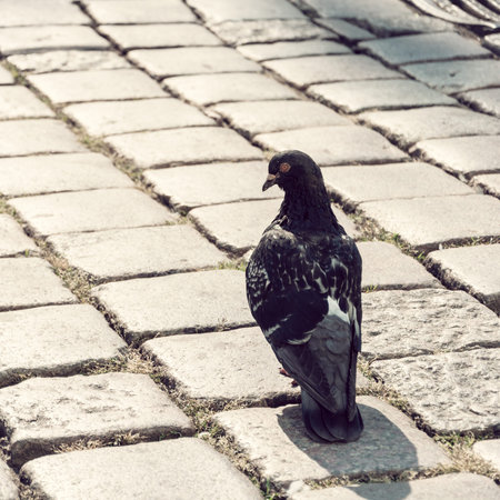 gray pigeon bird on urban brick squareの写真素材