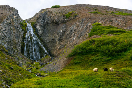 Sheep grazing in the mountains with waterfall in the background. Icelandの写真素材