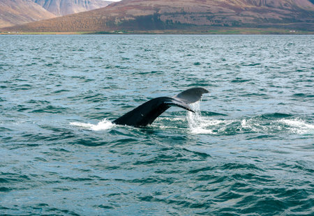 Humpback whale in the Atlantic Ocean, Iceland, Europe.