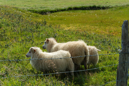 Sheep in a meadow on the island of Texel, Hollandの写真素材