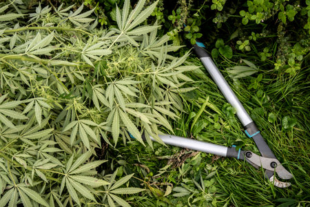 Cannabis leafs and pruning shears on green grass