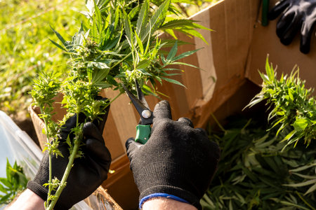 Hands of a gardener with gloves pruning a marijuana plantの写真素材
