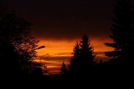 Beautiful sunset in the forest. Silhouettes of trees.の写真素材