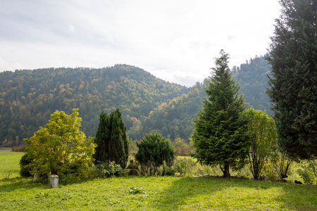Landscape of green meadow with trees and mountains in the backgroundの写真素材