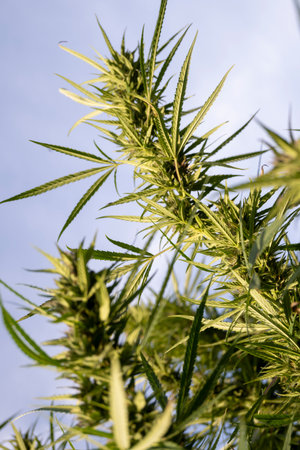 Cannabis plant with leaves and buds against the blue sky.の写真素材