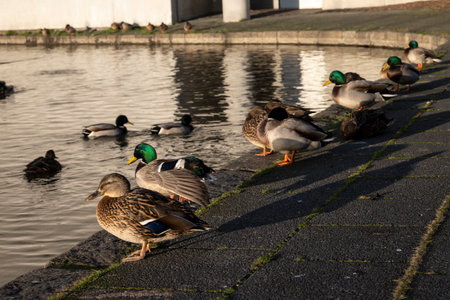 Mallard ducks on the embankment of the river.の写真素材