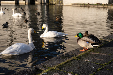 Mallard ducks and swans on the embankment of the canalの写真素材