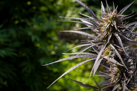 Close up of a marijuana plant in the garden with copy space.の写真素材