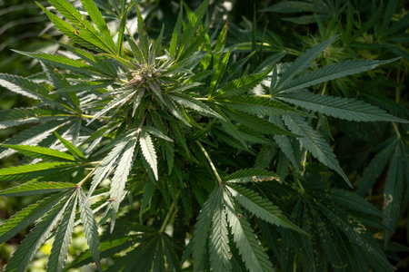 Cannabis sativa leaves. Green leaves of marijuana. Indoor cultivation of cannabis.の写真素材