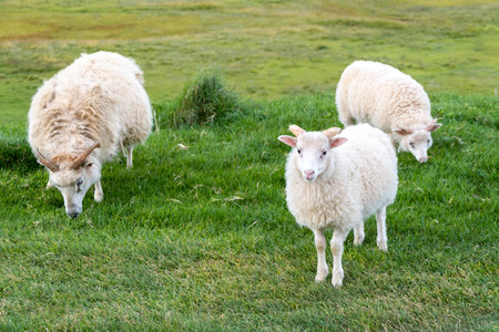 Sheep on the grass in the meadow at the farm.の写真素材