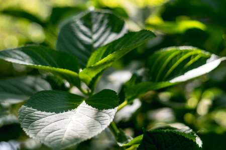 Green leaves of a tree in the garden. Shallow depth of field.