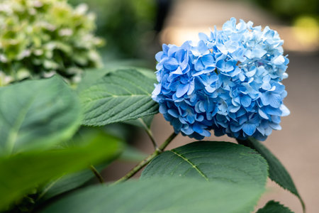 Blue Hydrangea flower blooming in the garden in summer.の写真素材