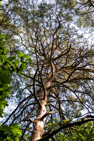Bottom view of the branches of a pine tree in the forest.